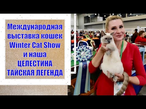 Видео: ВЫСТАВКА КОШЕК в МОСКВЕ  Winter Cat Show 2022  и наша Тайская кошка Целестина Тайская Легенда  !