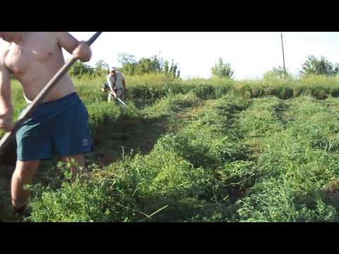 Видео: Сенокос люцерны 2019 год часть 1