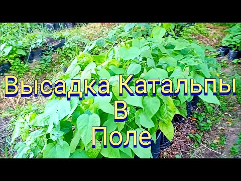 Видео: Годовалая Катальпа из семян. Корневая система.