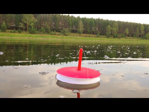 Видео: РЫБАЛКА 10 АВГУСТА.РАЗВЕДКА НА КРУЖКИ И НА СПИННИНГ С ЛОДКИ.