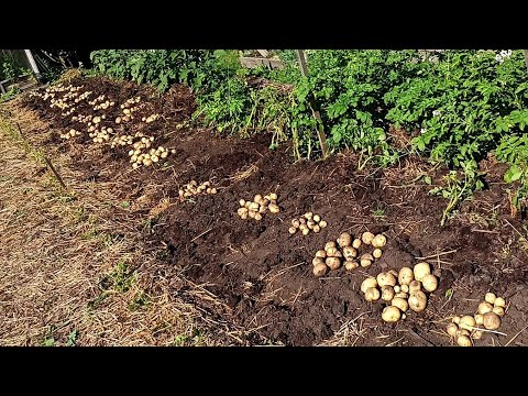 Видео: Выкопали картофель Коломбо 8 августа. Урожай очень даже неплохой! С 39 лунок накопали почти 6 вёдер.