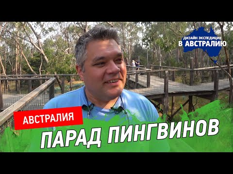 Видео: Природа Австралии. Коалы, кенгуру и пингвины острова Филлип. Австралийская ферма.