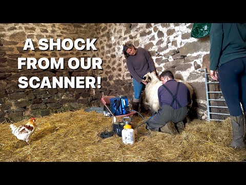 Видео: СКАНИРУЕМ НАШИХ ЧЕРНОНОСЫХ ОВЕЦ ПОРОДЫ ВАЛЕ НА ПРЕДМЕТ ПОЯВЛЕНИЯ ЯГНЯТ!