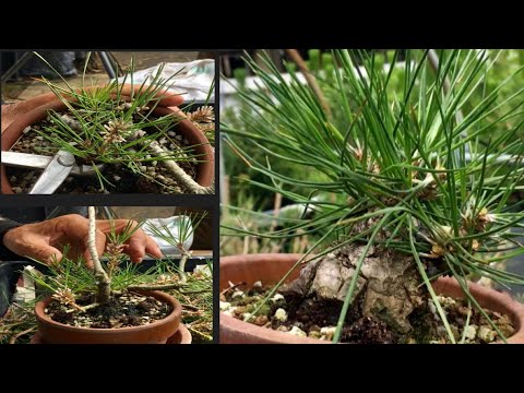 Видео: Мастер бонсай научит вас, как использовать различные техники, чтобы сделать достойный