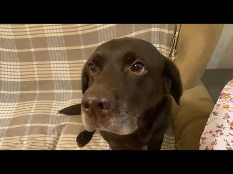 Видео: Лабрадор оставил хозяина без завтрака