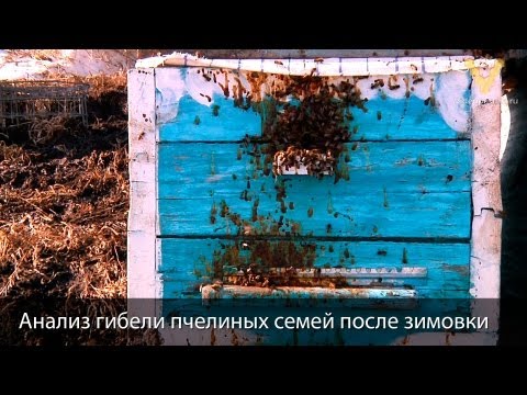 Видео: Почему гибнут пчёлы