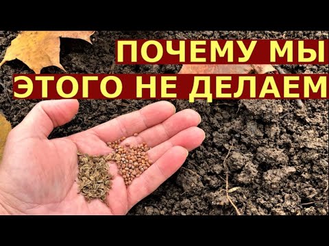 Видео: Что МОЖНО посеять, посадить осенью?