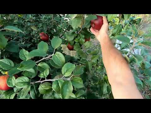 Видео: Яблоки сортов Элиза и Апорт весом 0,5 кг. Черенки бесплатно.