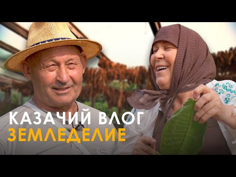 Видео: Не только «гарбузы», но и табак! Новая серия – о земледелии