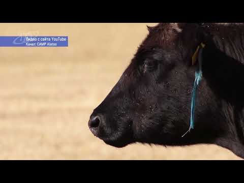 Видео: Штрафы хозяевам сельскохозяйственных животных, содержащихся без должного за ними надзора