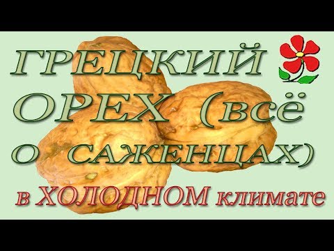 Видео: Инструкция по посадке грецкого ореха в холодном климате.