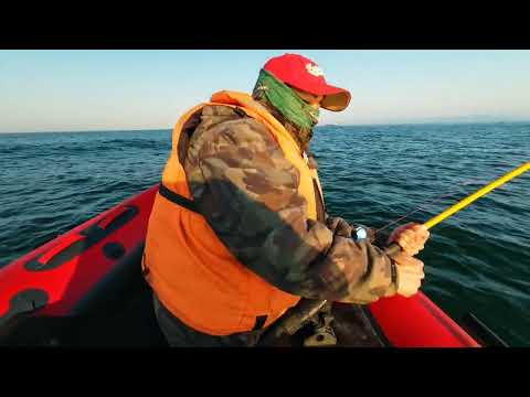 Видео: Японское море.Охота на морскую красавицу Симу.2025.