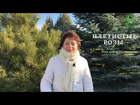 Видео: Плетистые розы 4.3 часть. Роза для арки, колонны , шраба. Питомник 🌹 и 🌲 Е. Иващенко