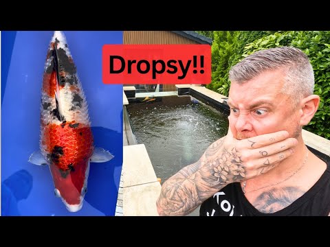 Видео: Водянка у моих кои ☠️ Моё понимание и ошибки