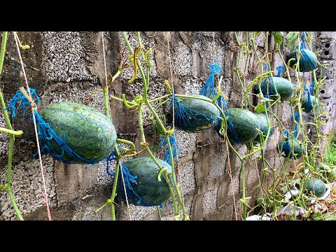 Видео: Выращивание арбузов в домашних условиях в первый раз, не ожидала, что это будет так просто