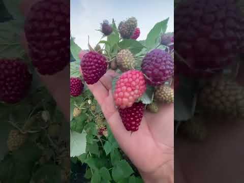 Видео: И снова про малину