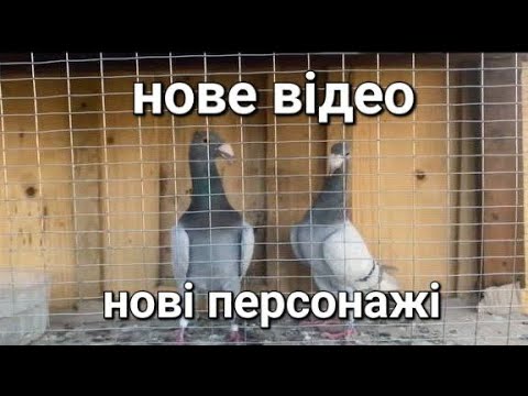 Видео: Господака росте❗️, нова клітка, нові голуби. Планую, що буде далі