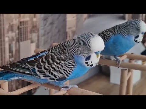 Видео: @Говорящий Попугай Кеша 🦜,и все наши питомцы