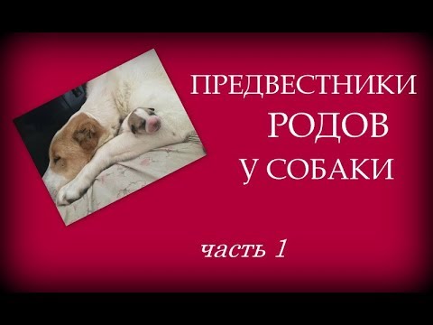 Видео: Предвестники родов у собаки. Наглядно. Часть 1.