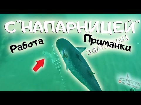 Видео: Охота с НАПАРНИЦЕЙ, КАК РАБОТАЕТ ЗАМАНУХА (маруська)