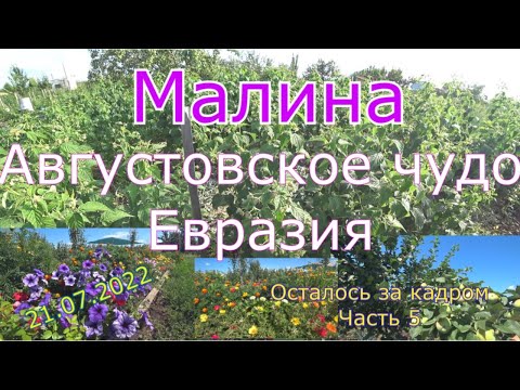 Видео: 44 серия Что осталось за кадром/21 июля 2022 г. Оренбург//Часть 5. Малина Августовское чудо, Евразия