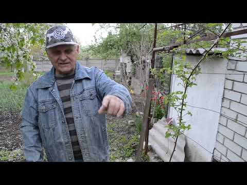 Видео: ЛИМОННИК КИТАЙСКИЙ: как посадить и как ухаживать. Осторожность при употреблении