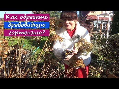 Видео: Обрезка ДРЕВОВИДНОЙ гортензии. Обрезайте только ОСЕНЬЮ!