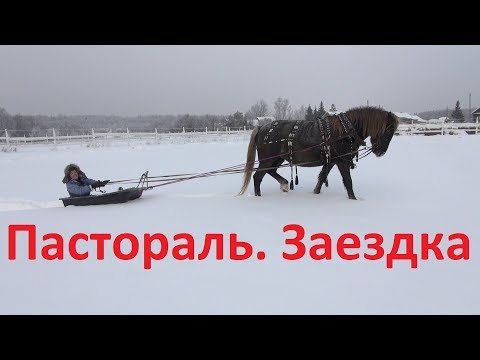 Видео: Пастораль. Начало заздки в сани.