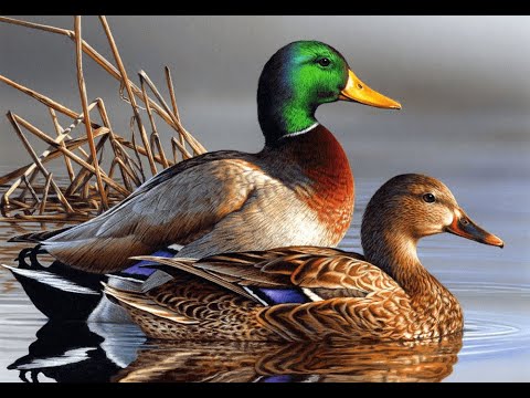 Видео: Охота на Утку с подхода, Лето-Осень 2024г.