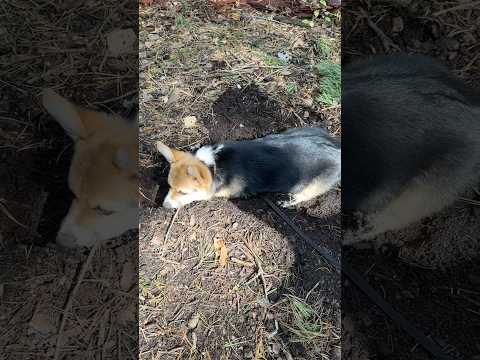 Видео: Милые животные #собака #милота #щенок