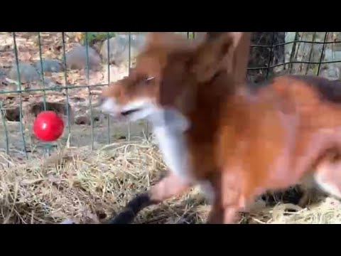 Видео: Алиса - лиса. Игнис играет с помидоркой и не только #лисяо #животные #милота #лиса #fox #animals