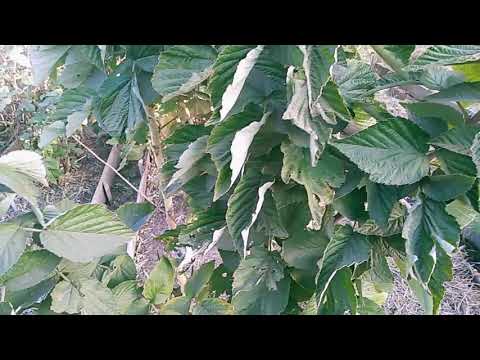 Видео: Малиновое дерево Таруса  часть- 2 // Как запустить на зимовку // Ягодная Империя Анастасии