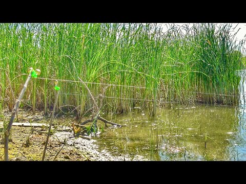 Видео: КОНЕЦ ЗАПРЕТУ! ПОПЕРЛИ САЗАНЫ И КАРАСИ НА ДОНУ!!! Рыбалка на донки. Ловля сазана. Ловля карася.