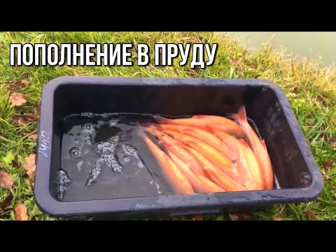 Видео: Новая рыба в пруду!