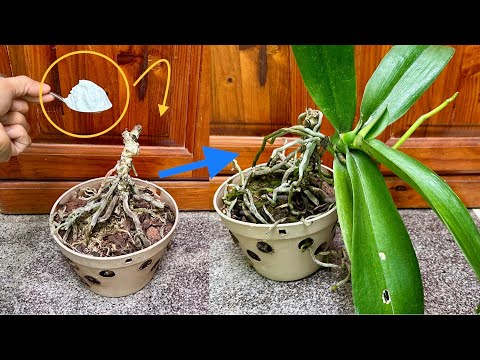 Видео: Чудо! Мгновенно восстанавливает орхидеи! От появления первых признаков до суперцветения.