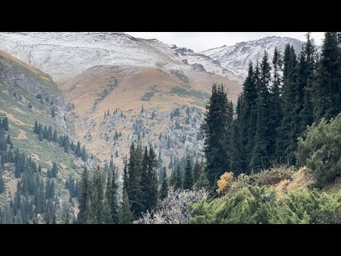 Видео: Охота на марала 2023