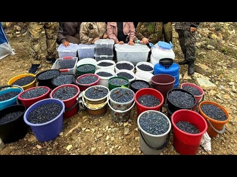 Видео: Сугун 03 августа 2025 г.