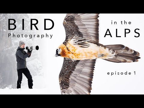 Видео: Бородач и беркут ⎸ ФОТОЭКСПЕДИЦИЯ В АЛЬПЫ - эпизод 1
