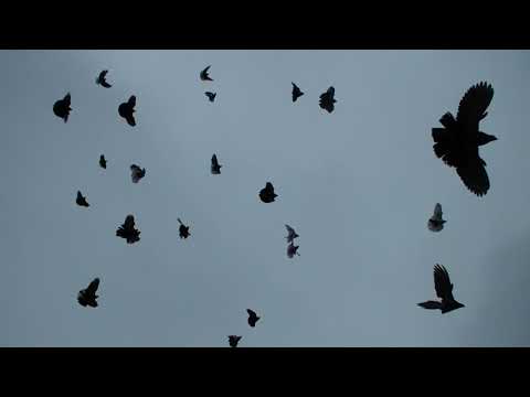 Видео: СМОТРЕТЬ     ВСЕМ     ПОЛЕТАЕМ   КАК    БЫ