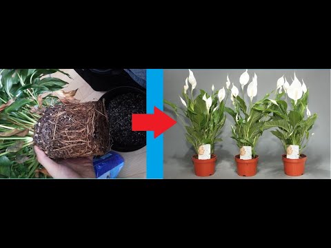Видео: Рассаживание спатифиллума