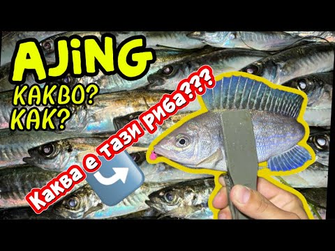 Видео: AJING РИБОЛОВ на ОГРОМНИ сафриди! ХВАНАХ 4 вида ХИЩНИЦИ С ЕДИН СИЛИКОН!