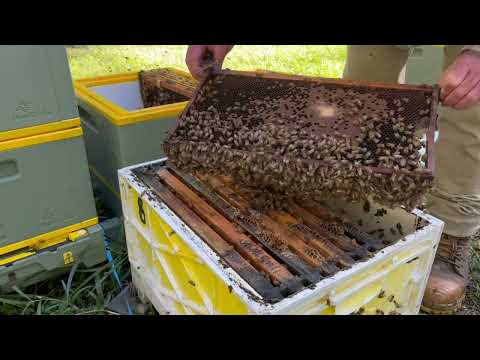 Видео: 🐝 Смотрите, как я удаляю соты из улья и переношу рамки на новое оборудование Hive IQ. Май 2024 г.