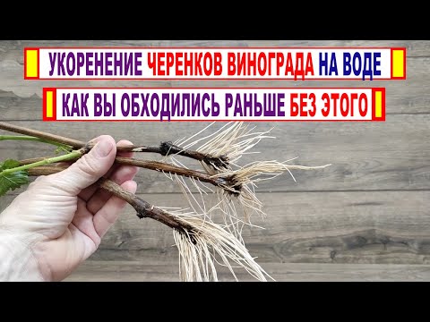 Видео: 🍇 Если собрались УКОРЕНЯТЬ ЧЕРЕНКИ ВИНОГРАДА на воде? ЭТА УМНАЯ 100% САМОДЕЛКА Вам точно поможет!