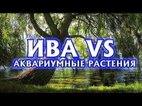 Видео: Ива vs Аквариумные растения !