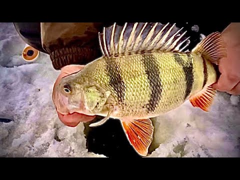 Видео: ОКУНИ-горбачи на тонкую снасть!ЖЁСТКО ЛУПИТ #окунь #окуньнамормышку