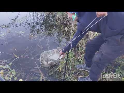 Видео: Рыбалка Волга Калязин. Нерль