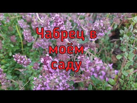 Видео: Чабрец в моём саду.Деление, пересадка,уход.Чай из чабреца.