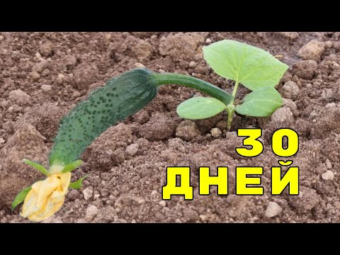 Видео: хочешь получить большой урожай огурцов? я хочу и делаю вот так! огурцы за 30 дней
