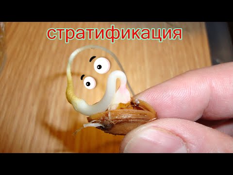 Видео: Как вырастить сливу из косточки. Стратификация.