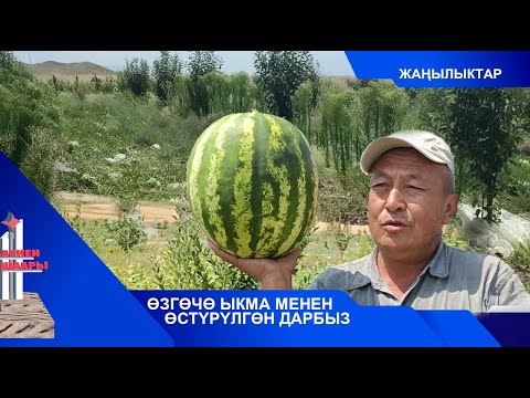 Видео: ӨЗГӨЧӨ ЫКМА МЕНЕН ӨСТҮРҮЛГӨН ДАРБЫЗ